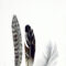 GA5035 - FEATHERS TRIO TEMPERED GLASS 70x160x0.4