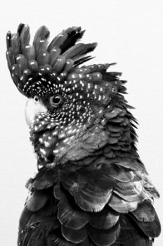 FCA5014 – BLACK & WHITE COCKATOO FRAMED CANVAS 100x160x5