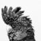 FCA5014 - BLACK & WHITE COCKATOO FRAMED CANVAS 100x160x5