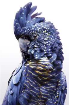 STCA5015 – BLUE COCKATOO STRETCHED CANVAS 100x160x3.5