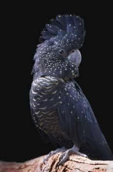 STCA5017 – BLACK BACKGROUND COCKATOO STRETCHED CANVAS 100x160x3.5