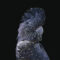 GA5017 - BLACK BACKGROUND COCKATOO TEMPERED GLASS 90x140x0.4