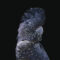 FCA5017 - BLACK BACKGROUND COCKATOO FRAMED CANVAS 100x160x5