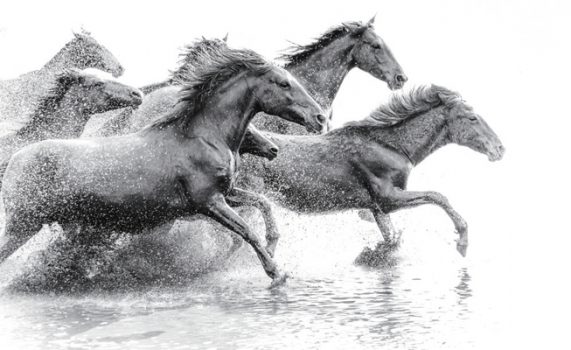 STCA5029 – RUNNING WILD HORSES STRETCHED CANVAS 160x100x3.5