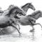 GA5029 - RUNNING WILD HORSES TEMPERED GLASS 140x90x0.4