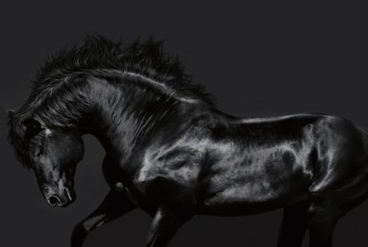 STCA5030 – BLACK HORSES STRETCHED CANVAS 160x100x3.5