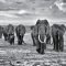 FCA5031 - ELEPHANT'S WALK FRAMED CANVAS 160x70x5