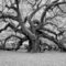 FCA5033 - MAJESTIC OLD OAK FRAMED CANVAS 160x100x5