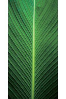 GA5034 – PALM LEAF 1 TEMPERED GLASS 70x160x0.4