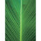 FCA5034 - PALM LEAF 1 FRAMED CANVAS 70x160x5