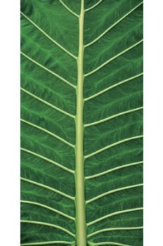 STCA5035 – PALM LEAF 2 STRETCHED CANVAS 70x160x3.5