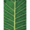 GA5035 - PALM LEAF 2 TEMPERED GLASS 70x160x0.4