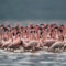 FCA5040 - FLAMINGOS FRAMED CANVAS 160x100x5