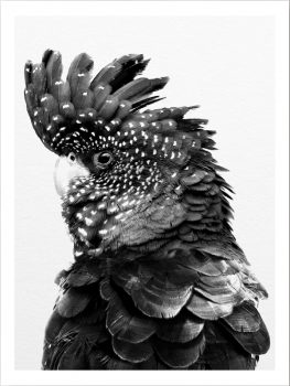 FP0028 – ANIMALS FRAMED ART PRINTS 122x92cm (image size)