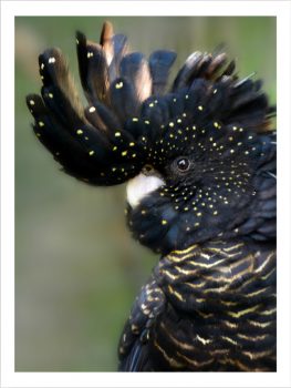 FP0029 – ANIMALS FRAMED ART PRINTS 122x92cm (image size)
