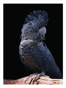 FP0030 – ANIMALS FRAMED ART PRINTS 122x92cm (image size)