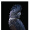 FP0030 - ANIMALS FRAMED ART PRINTS 122x92cm (image size)