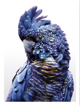 FP0031 – ANIMALS FRAMED ART PRINTS 122x92cm (image size)