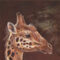 FPGOGV10253 - ANIMALS FRAMED ART PRINTS 150x50cm (image size)
