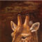FPGOGV10448 - ANIMALS FRAMED ART PRINTS 150x50cm (image size)