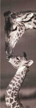 FPGOGV13346 – ANIMALS FRAMED ART PRINTS 150x50cm (image size)