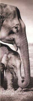 FPGOGV13347 – ANIMALS FRAMED ART PRINTS 150x50cm (image size)