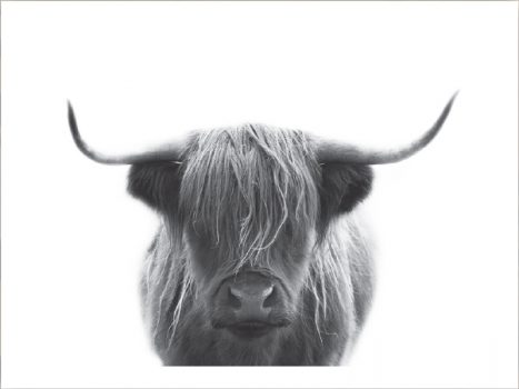 FPHAMISH2 – ANIMALS FRAMED ART PRINTS 92x122cm (image size)