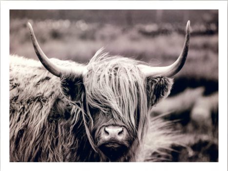 FPHAMISH – ANIMALS FRAMED ART PRINTS 92x122cm (image size)
