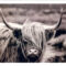 FPHAMISH - ANIMALS FRAMED ART PRINTS 92x122cm (image size)