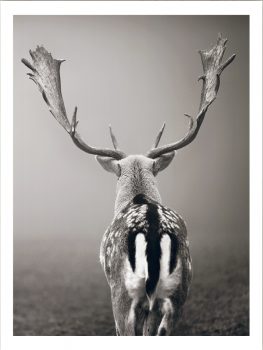 FPGC4500 – ANIMALS FRAMED ART PRINTS 122x92cm (image size)