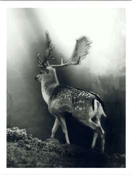 FPGC4502 – ANIMALS FRAMED ART PRINTS 122x92cm (image size)