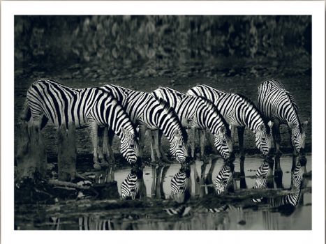 FPIG4649 – ANIMALS FRAMED ART PRINTS 92x122cm (image size)