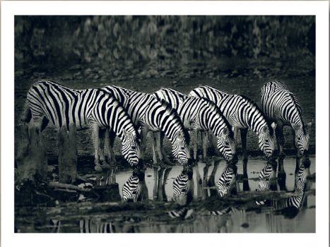 FPIG4649 – ANIMALS FRAMED ART PRINTS 92x122cm (image Size)