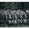 FPIG4649 - ANIMALS FRAMED ART PRINTS 92x122cm (image size)