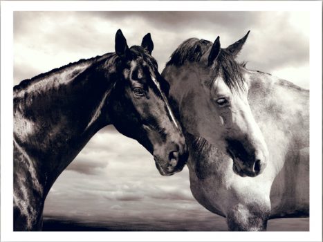 FPIG4655 – ANIMALS FRAMED ART PRINTS 92x122cm (image size)