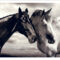 FPIG4655 - ANIMALS FRAMED ART PRINTS 92x122cm (image size)