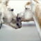 FPIG4657 - ANIMALS FRAMED ART PRINTS 70x150cm (image size)