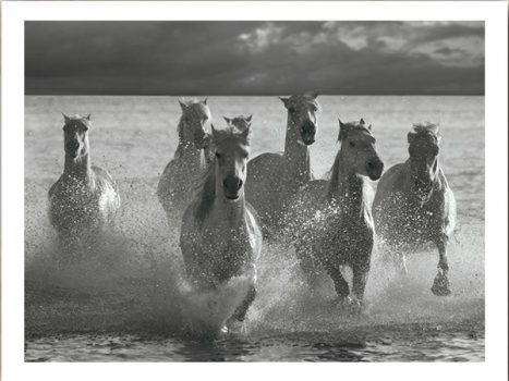 FPIG4659 – ANIMALS FRAMED ART PRINTS 92x122cm (image size)