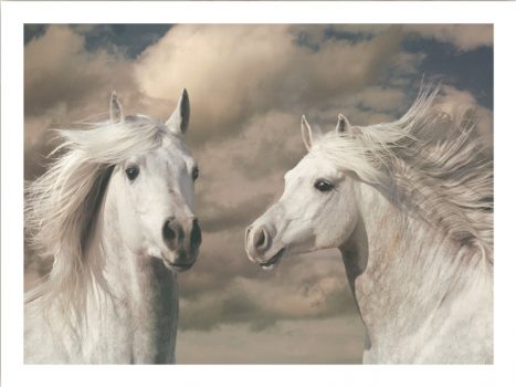 FPIG5038 – ANIMALS FRAMED ART PRINTS 92x122cm (image size)
