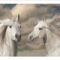 FPIG5038 - ANIMALS FRAMED ART PRINTS 92x122cm (image size)