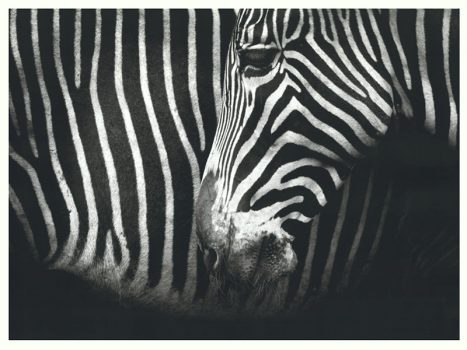 FPIG4930 – ANIMALS FRAMED ART PRINTS 92x122cm (image size)