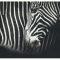 FPIG4930 - ANIMALS FRAMED ART PRINTS 92x122cm (image size)